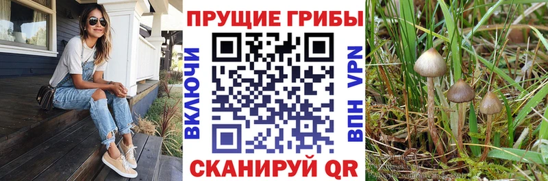 Купить где  Ахтубинск  Галлюциногенные грибы мухоморы 